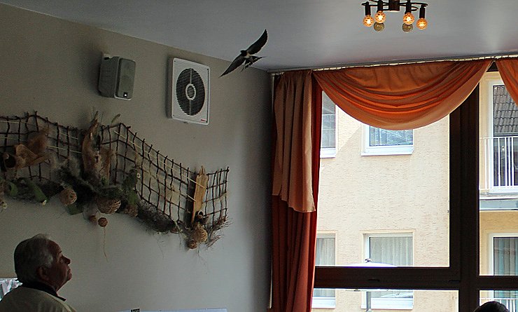 Vogel freundliches Frankenhausen