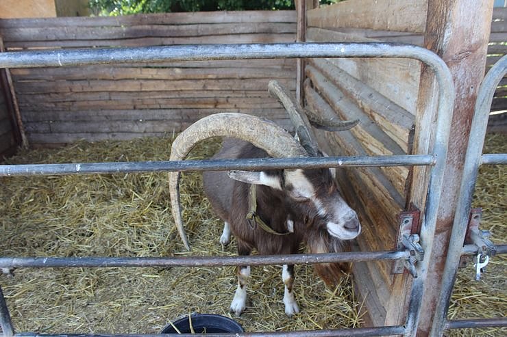 M&uuml;hlentag in Greu&szlig;en