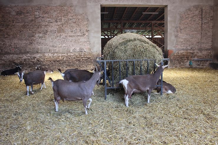 M&uuml;hlentag in Greu&szlig;en