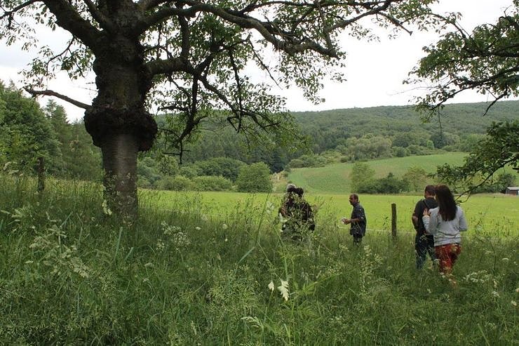Vogel des Jahres � der Gr&uuml;nspecht