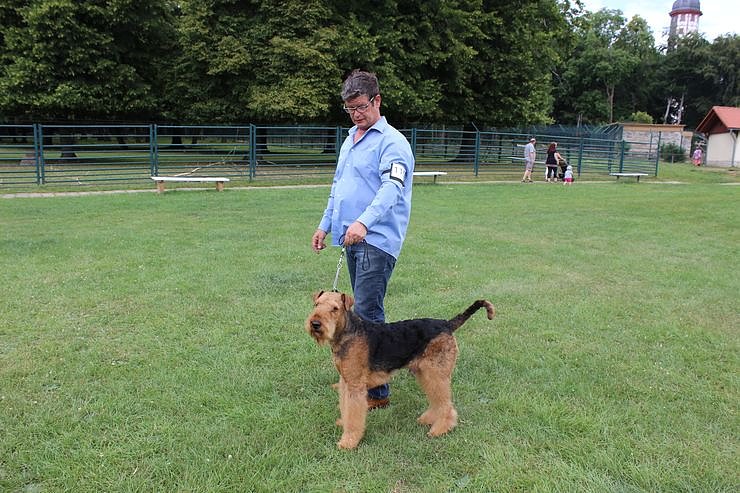 Terrier nichts als Terrier