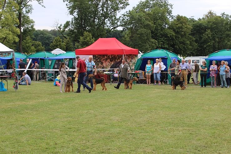 Terrier nichts als Terrier