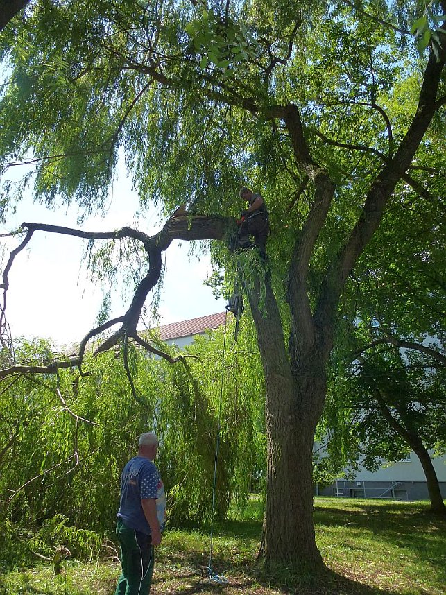 Sturmschaden auch in Sondershausen