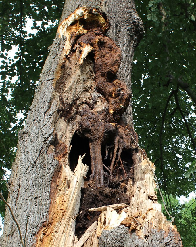 Von wegen nur Sturmschaden!