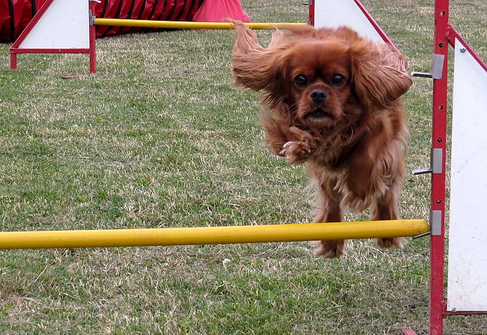 Mal etwas anderes f&uuml;r Herrchen/ Frauchen und Bello