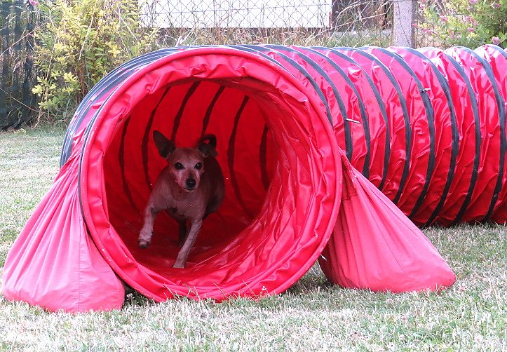 Mal etwas anderes f&uuml;r Herrchen/ Frauchen und Bello
