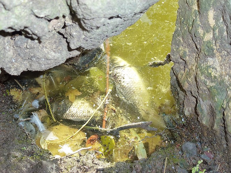 Der Parkteich Sondershausen