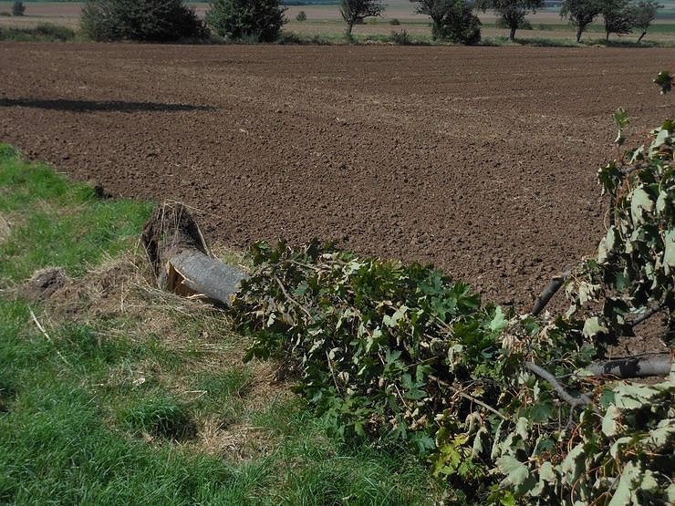 Alleeb&auml;ume haben viele Aufgaben