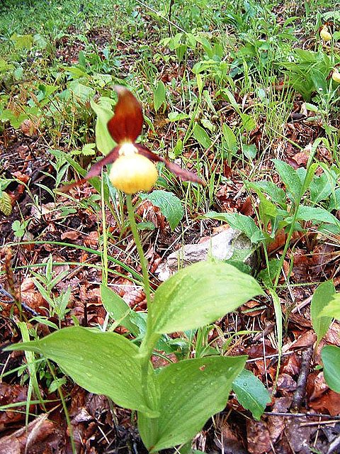 Wirtschaftsforum Sondershausen 2009