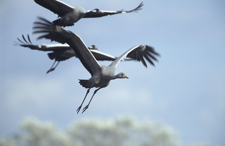 Zugv&ouml;gel erleben