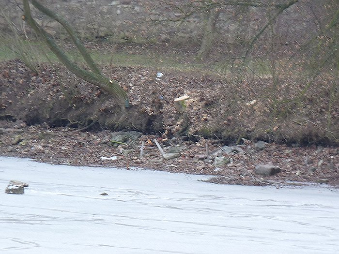 Baumf&auml;llen am Parkteich