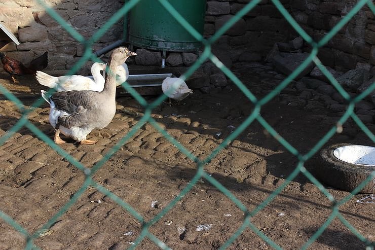 Gedr&auml;nge auf dem Martinsmarkt