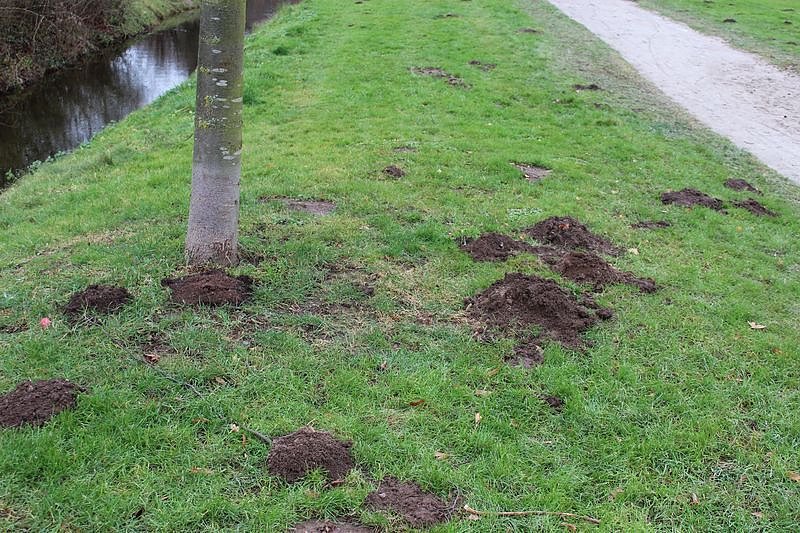 Maulwurfsinvasion im Schlosspark Sondershausen?