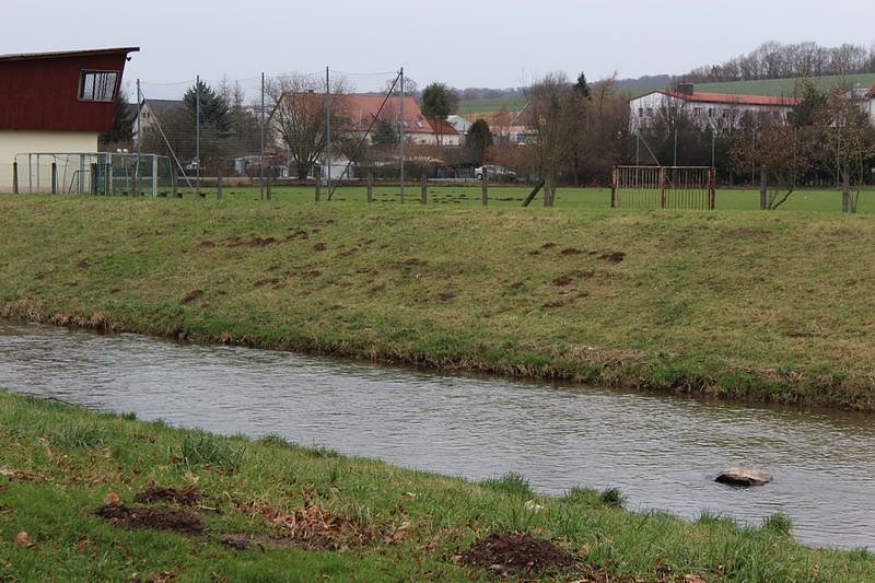 Maulwurfsinvasion im Schlosspark Sondershausen?