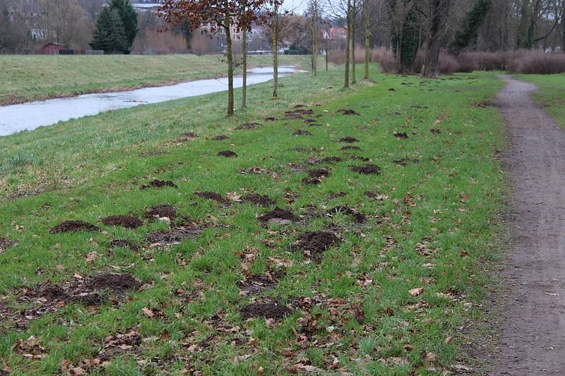 Maulwurfsinvasion im Schlosspark Sondershausen?