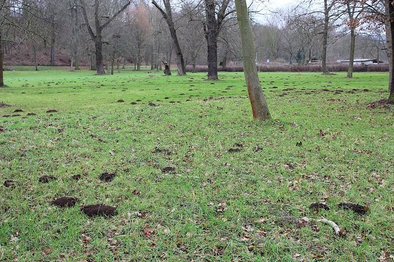 Maulwurfsinvasion im Schlosspark Sondershausen?