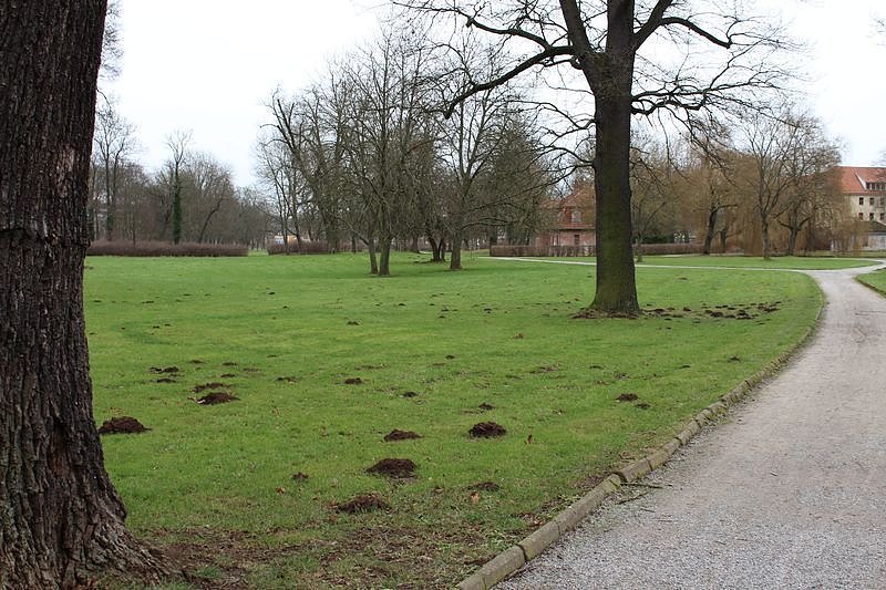 Maulwurfsinvasion im Schlosspark Sondershausen?