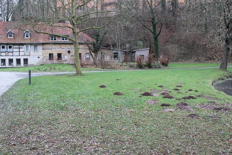 Maulwurfsinvasion im Schlosspark Sondershausen?