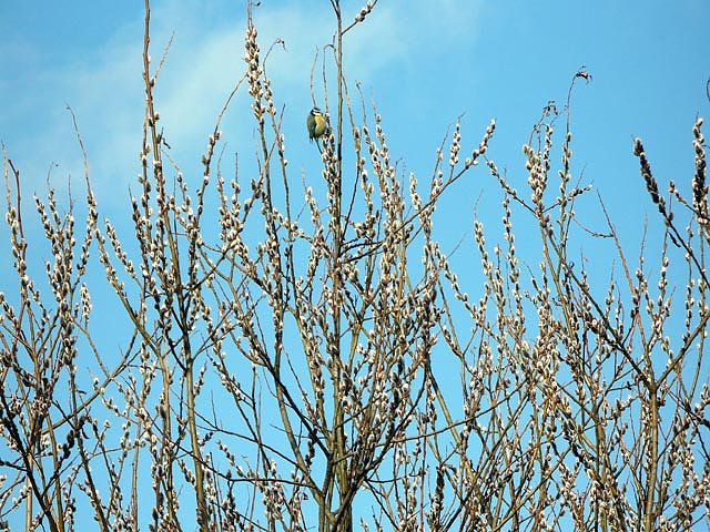 Fr&uuml;hjahrsbl&uuml;her