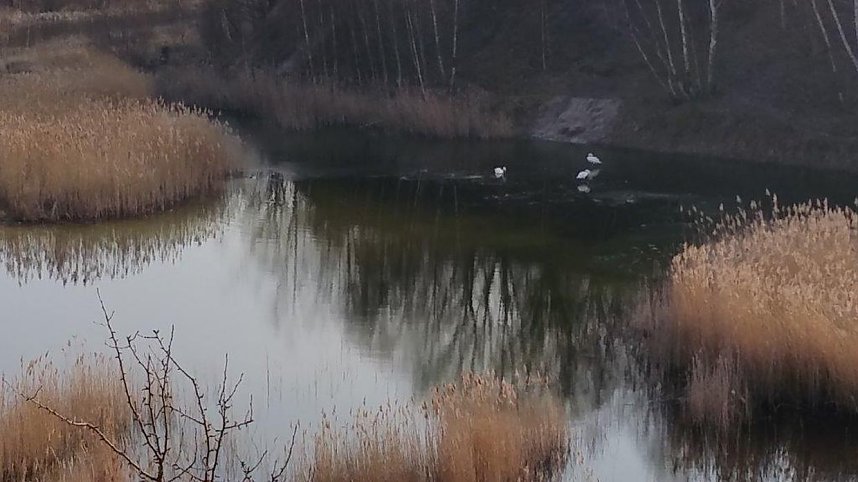 NABU-Kyffh&auml;userkreis- Aktuell: