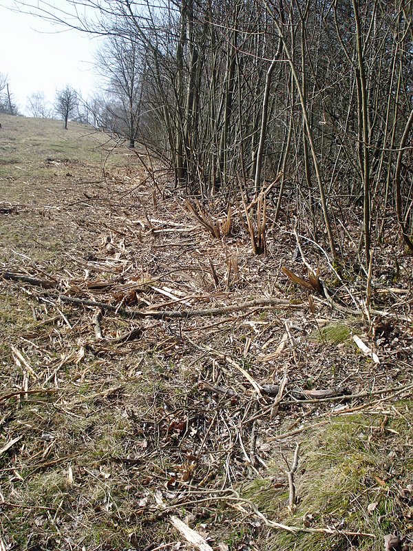 Fr&uuml;hlingsspaziergang der "besonderen Art"