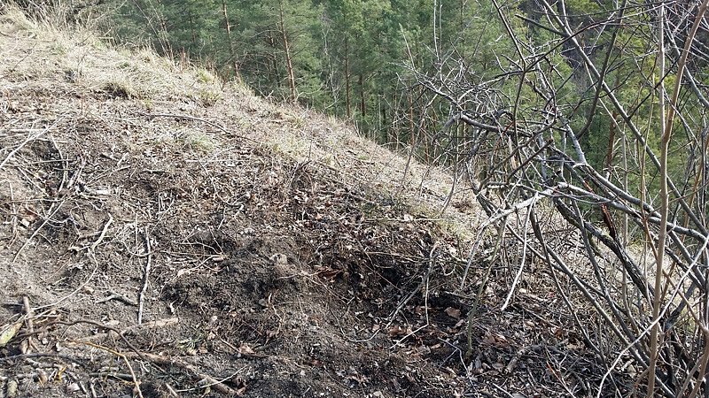 Fr&uuml;hlingsspaziergang der "besonderen Art"