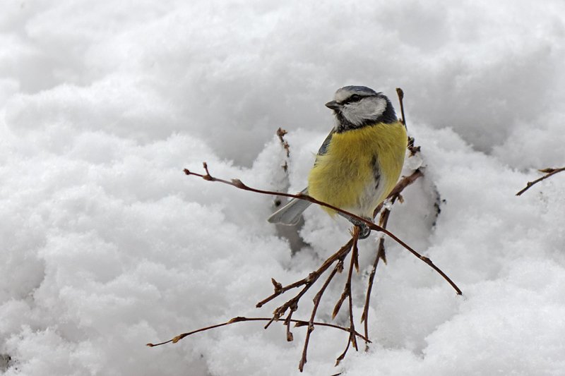 Christiane Wiesemann