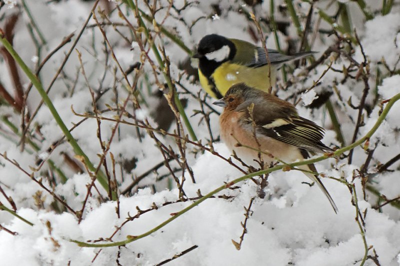 Christiane Wiesemann