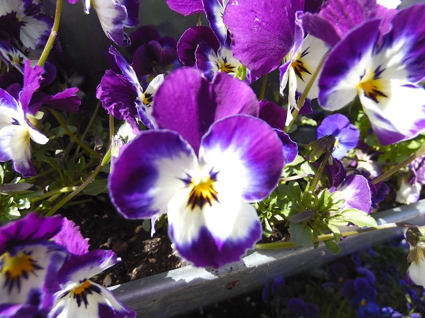 Saisoner&ouml;ffnung im Sangerh&auml;user Rosarium