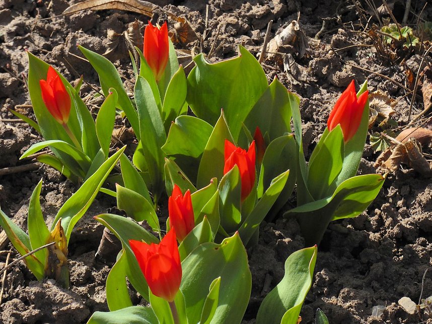 Saisoner&ouml;ffnung im Sangerh&auml;user Rosarium