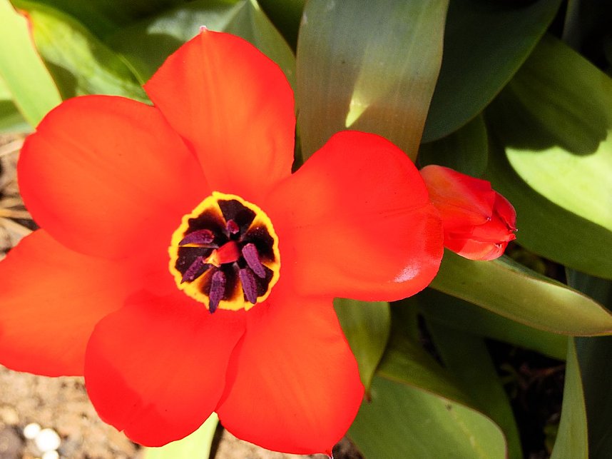 Saisoner&ouml;ffnung im Sangerh&auml;user Rosarium