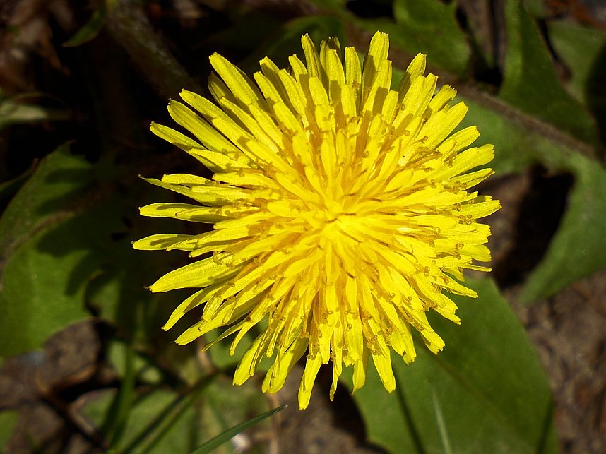 Saisoner&ouml;ffnung im Sangerh&auml;user Rosarium