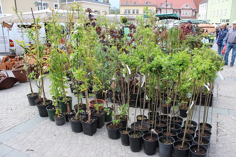 Gewimmel auf dem Pflanzenmarkt