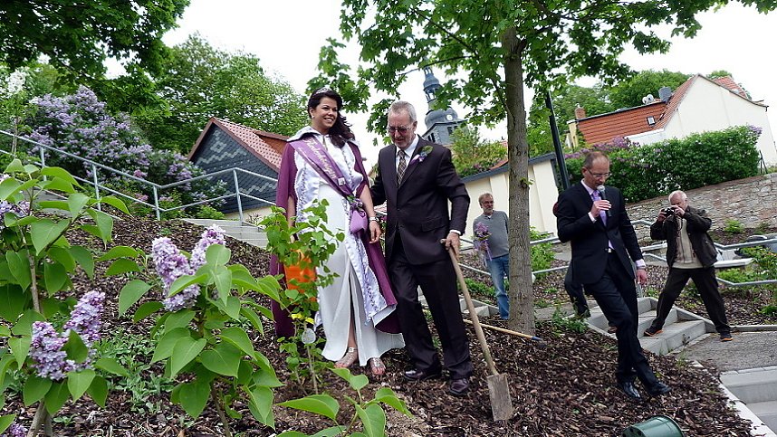 Fliederbaum an neuem Ort gepflanzt