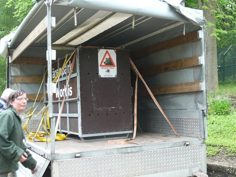 B&auml;rin Conny zieht nach Worbis