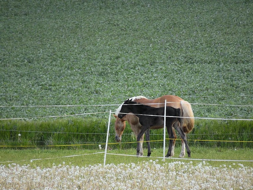 Pfingsten auf der Feuerkuppe