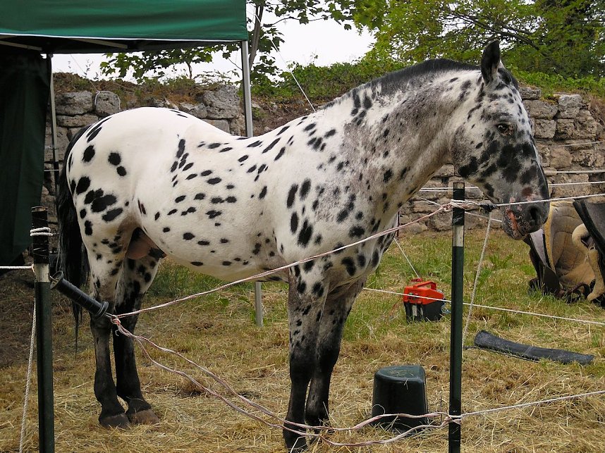Besuch auf der Runneburg
