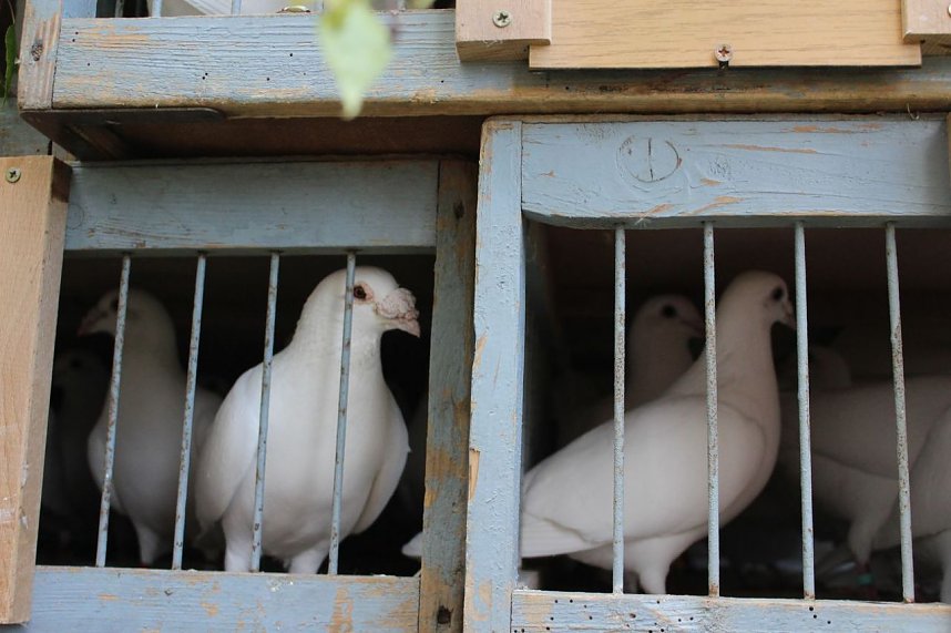 50 Jahre Frauenchor Berka 