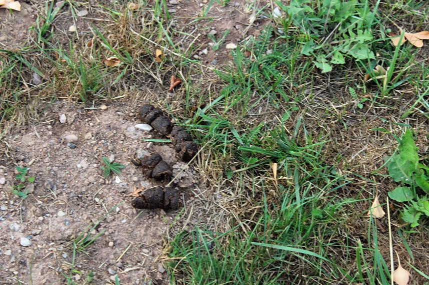 Stilles Abkommen &uuml;ber Hundekot?