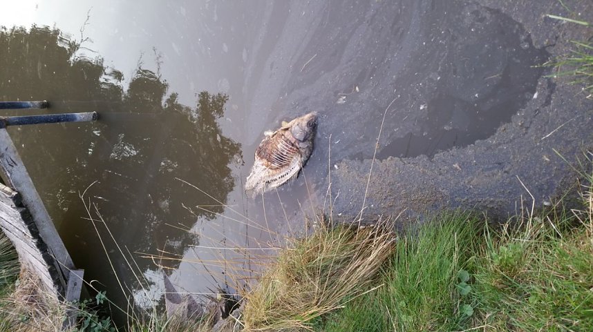 Geld f&uuml;r Teichsanierung wird gebraucht