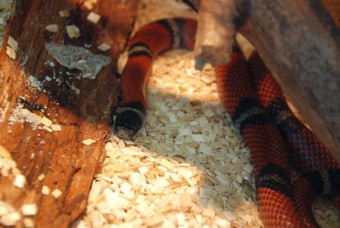 Welt der Reptilien in der Wiedingsburghalle