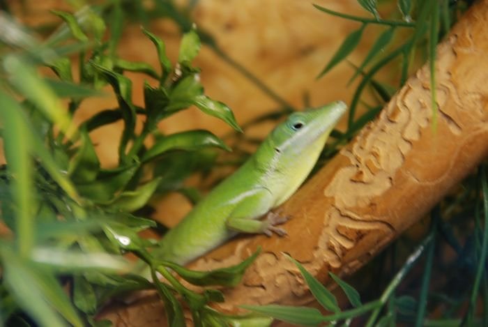 Welt der Reptilien in der Wiedingsburghalle