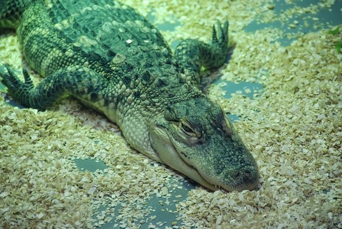 Welt der Reptilien in der Wiedingsburghalle