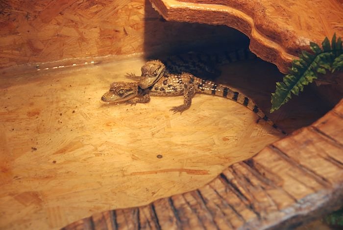 Welt der Reptilien in der Wiedingsburghalle