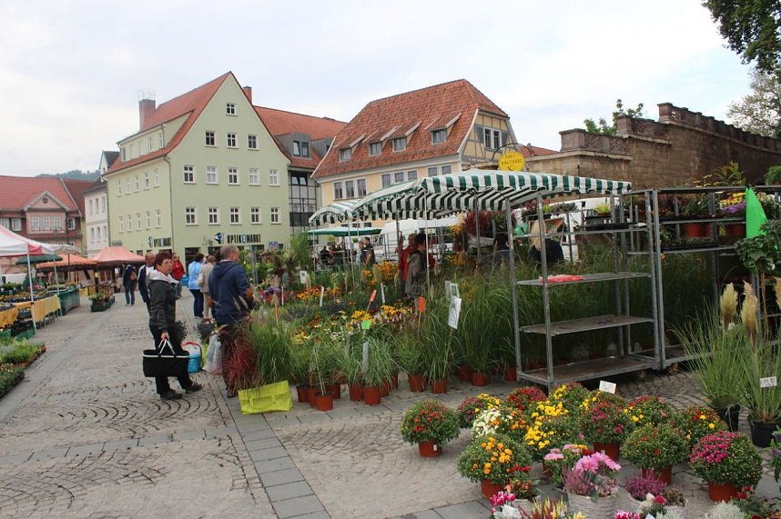 Pflanzenmarkt gestartet