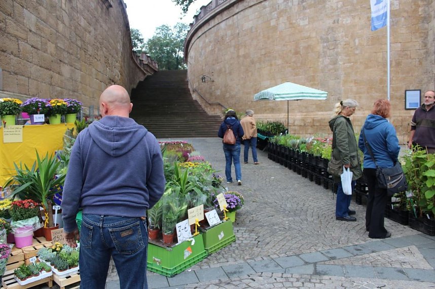 Pflanzenmarkt gestartet