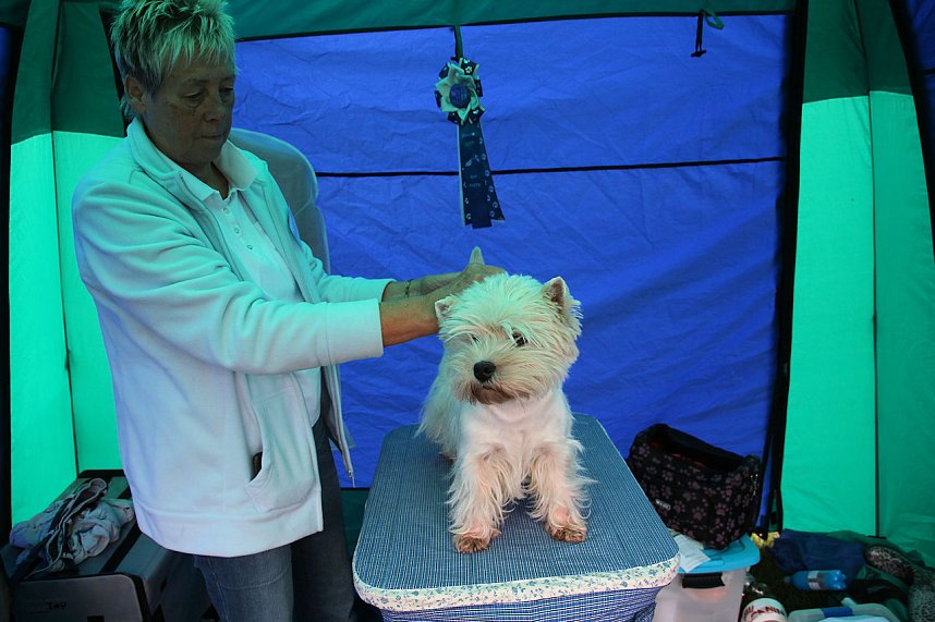 Hunde auf dem Possen