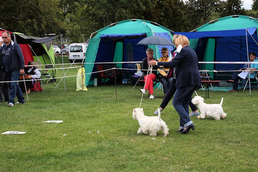 Hunde auf dem Possen