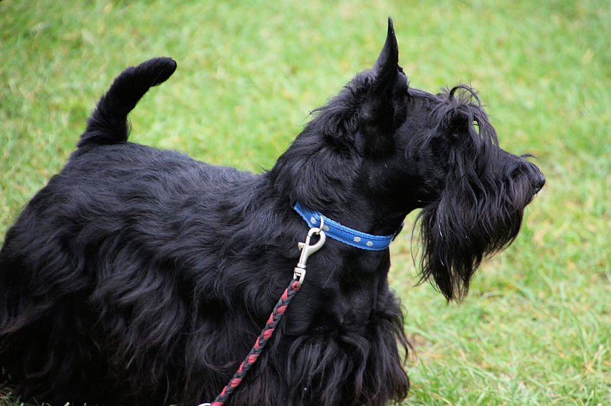 Hunde auf dem Possen