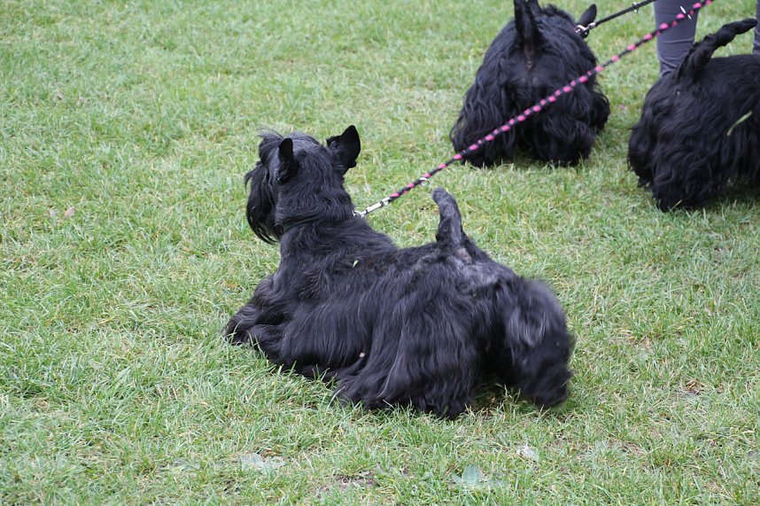 Hunde auf dem Possen